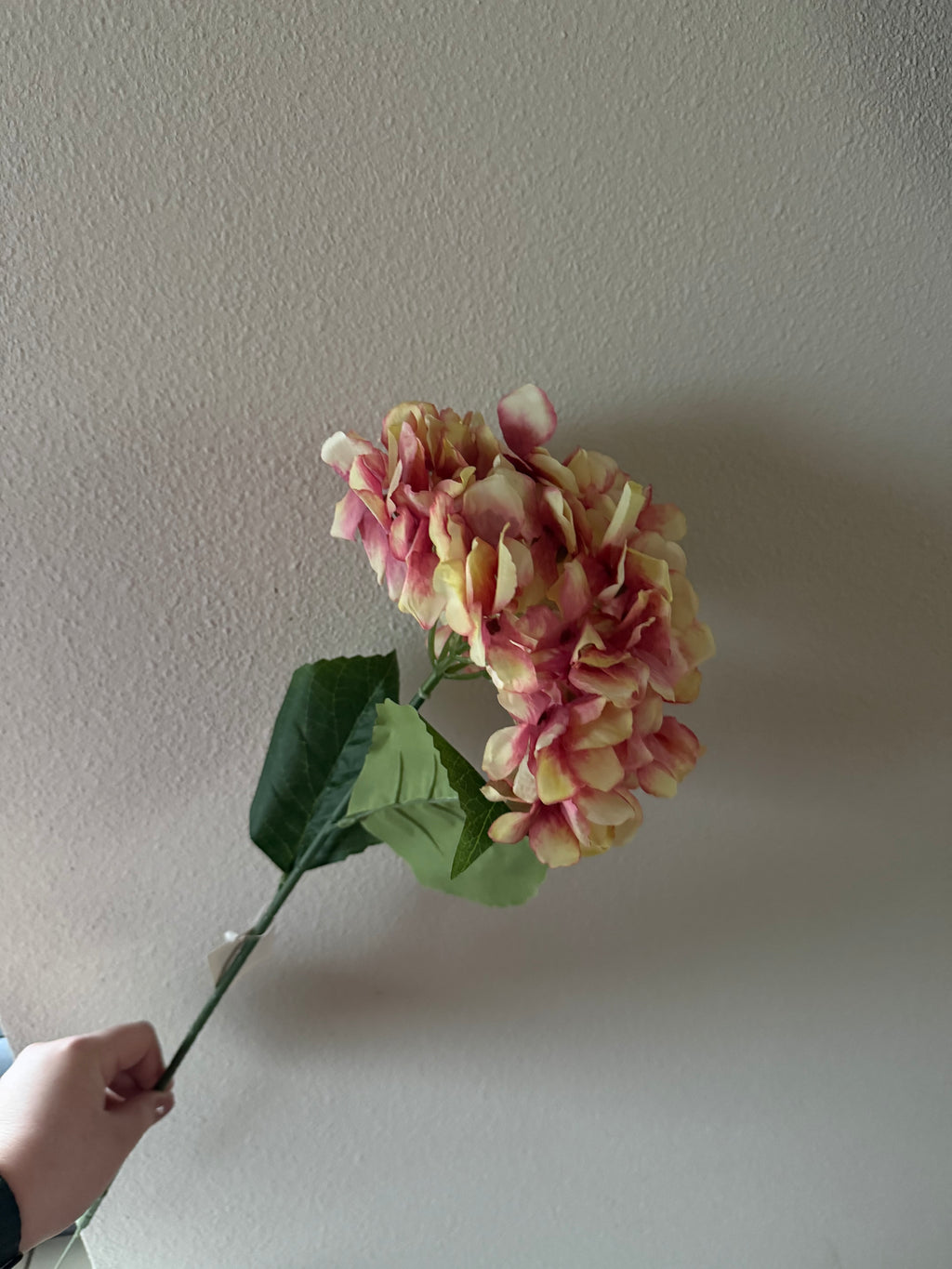 Hortensia