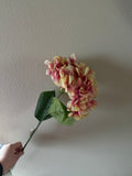 Hortensia