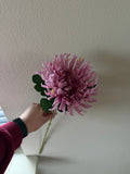 Chrysant