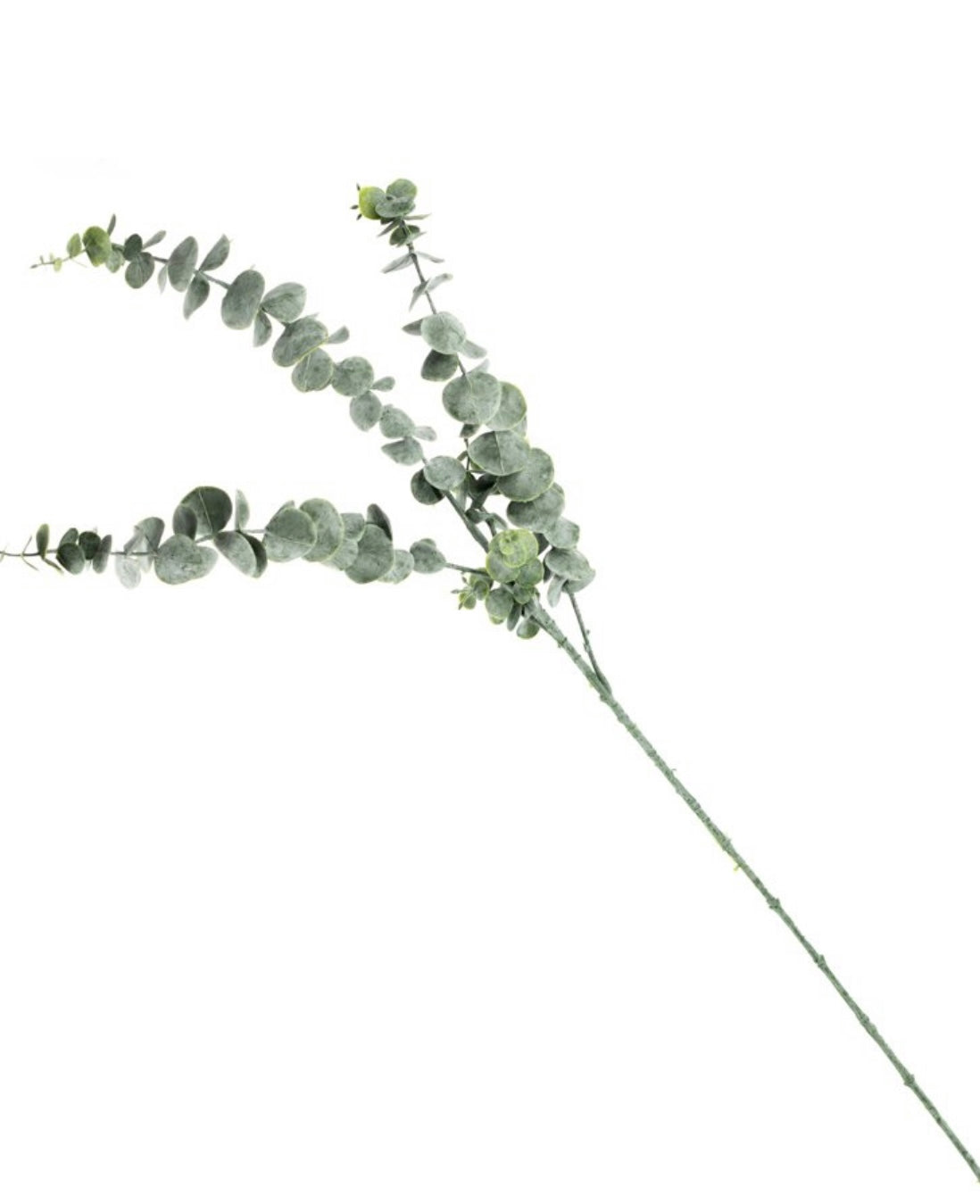Eucalyptus tak