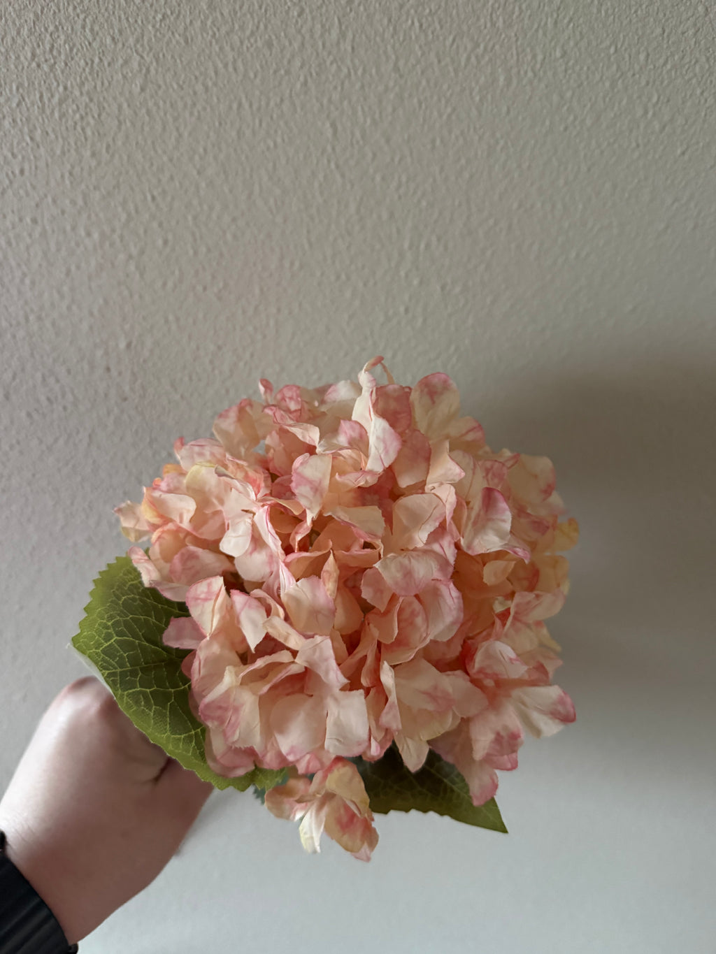 Hortensia roze