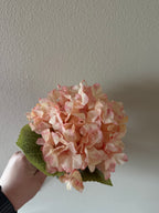 Hortensia roze