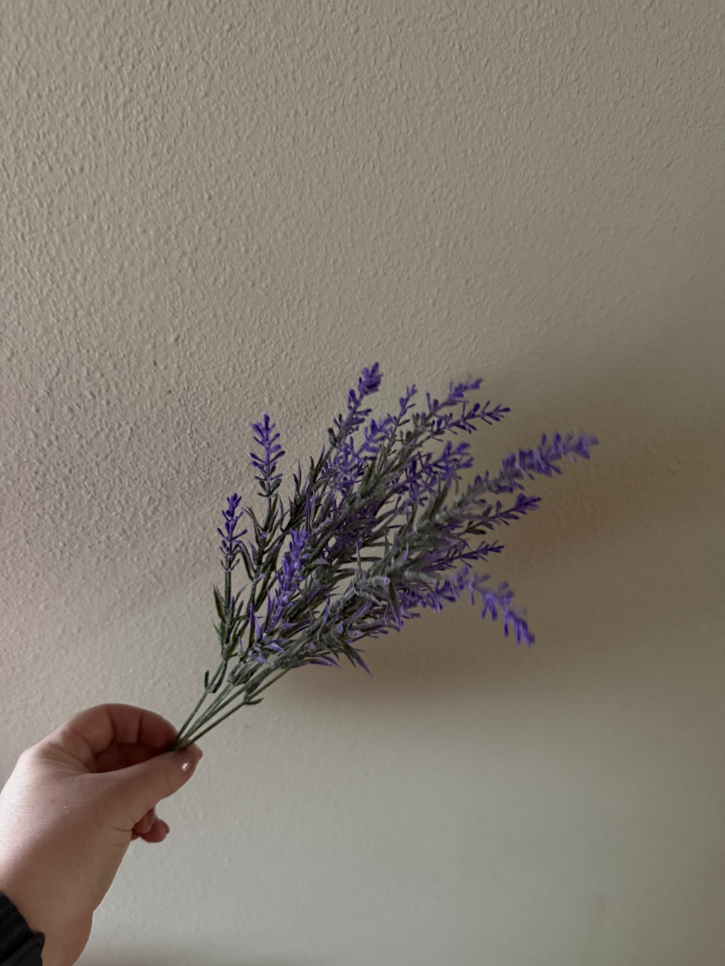 Lavendel