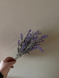 Lavendel
