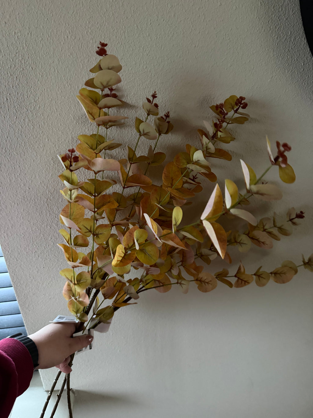 Eucalyptus