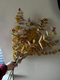 Eucalyptus